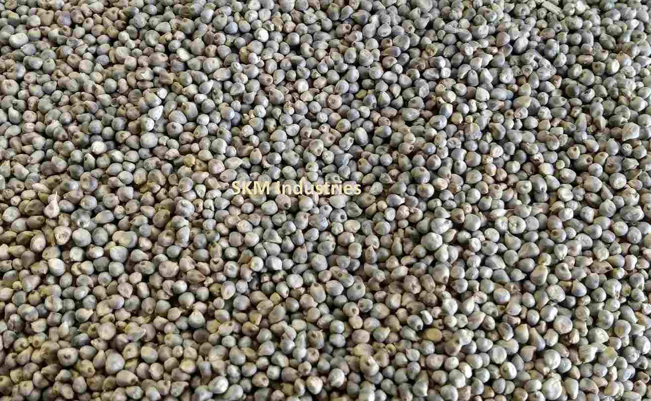 Green millet